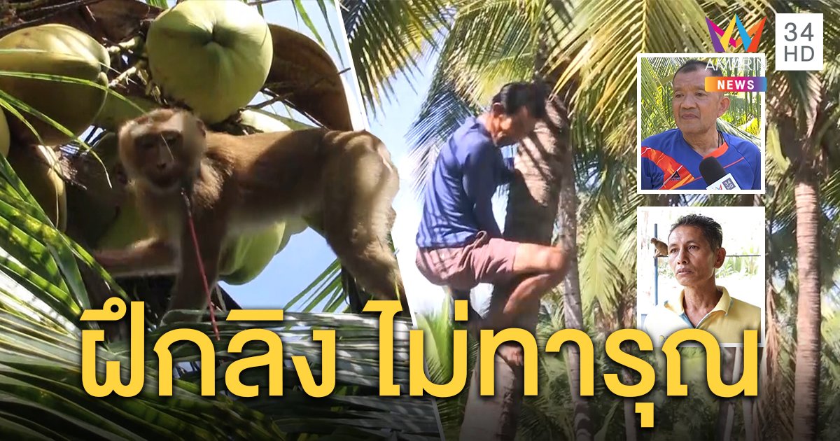 ชาวสวนแม่กลอง สาธิตใช้ไม้สอยมะพร้าวด้วยคน ชี้สอนลิงเป็นวิถีชาวบ้านไม่ทารุณ (คลิป)