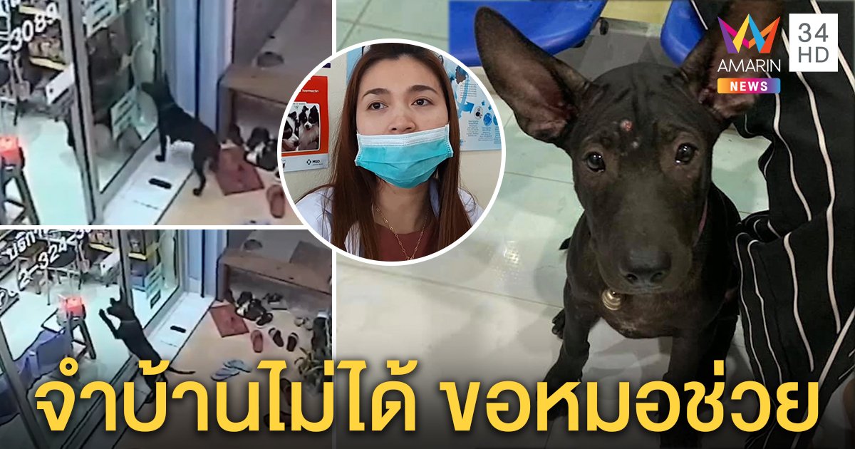 สัตวแพทย์หญิงเล่านาทีตูบแสนรู้ขอให้ช่วย เผยเป็นคนไข้เก่าหลงทาง เจ้าของดีใจได้คืน (คลิป)