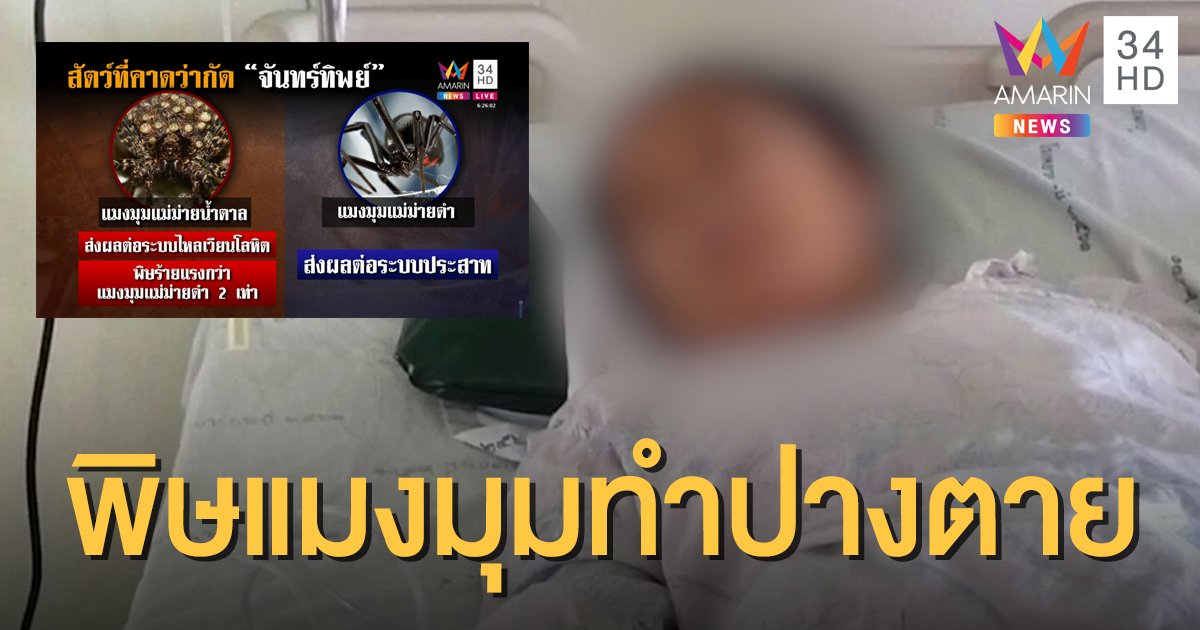 สาวถูกแมงมุมกัด พิษทำปางตาย ปั๊มหัวใจ 4 รอบ