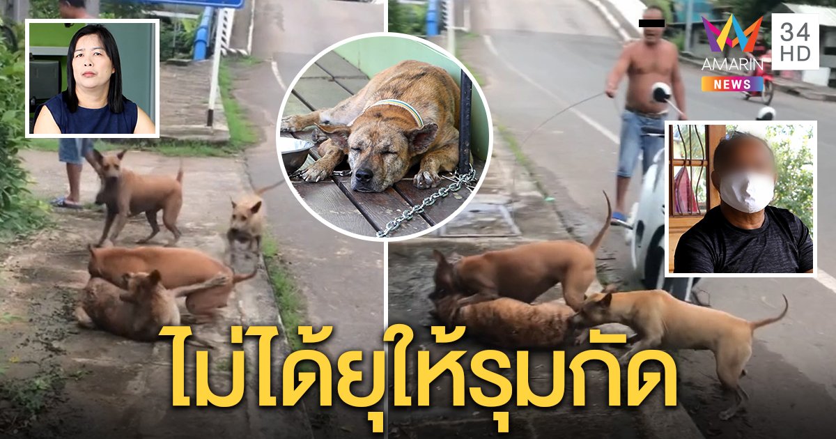ลุงคลิปจูงหมา โต้ยุให้รุมกัดหมาพิการ เผยเผลอหลุดจากรั้ว คนรักสัตว์จี้ฟันผิดทารุณ (คลิป)