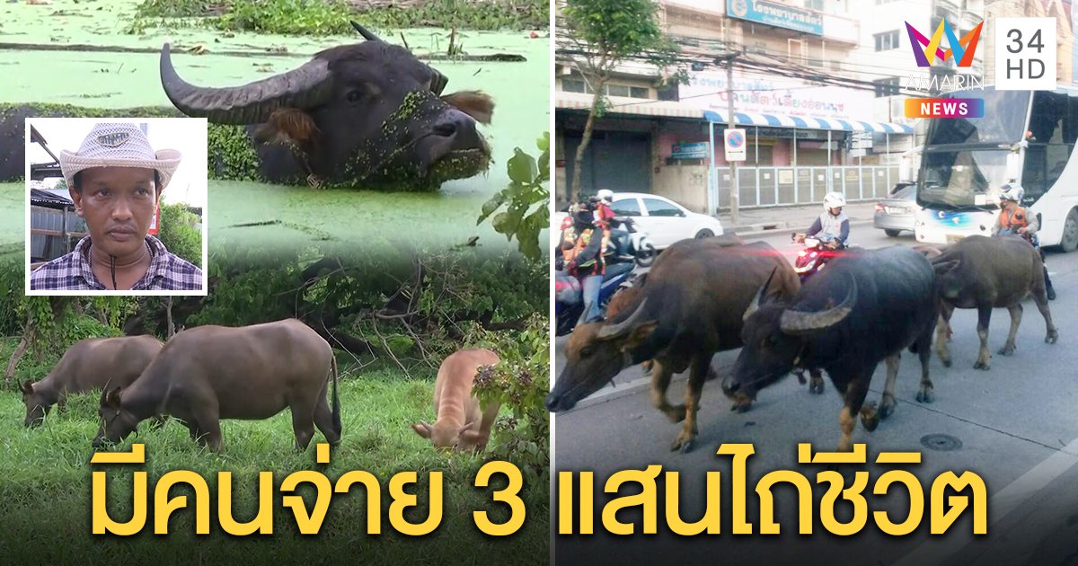 เจ้าของควายเดินผ่ากลางกรุง เผยมุดคอกไม่ได้ล่าม เลี้ยงส่งโรงฆ่า โชคดีคนไถ่ชีวิต 3 แสน (คลิป)