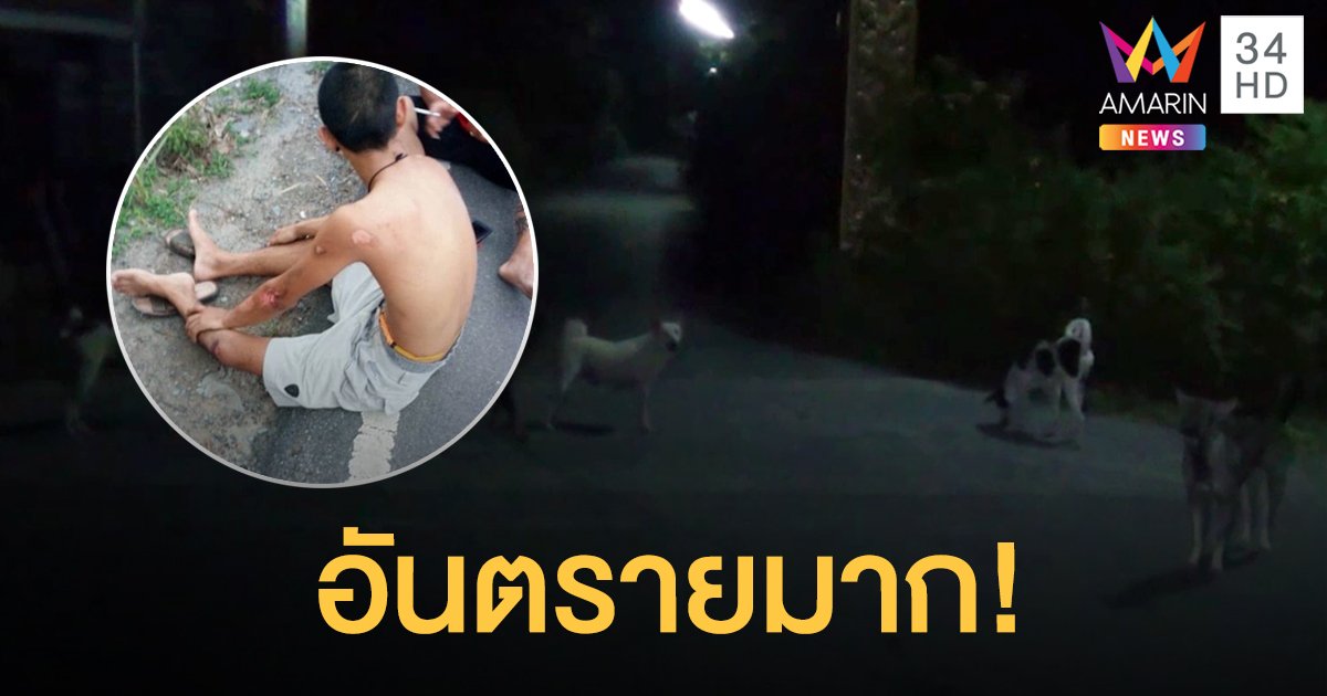 โวยคนให้อาหารหมาจรจัดริมทาง ทำเกิดอุบัติเหตุบ่อยครั้ง วอนจนท.จัดการ