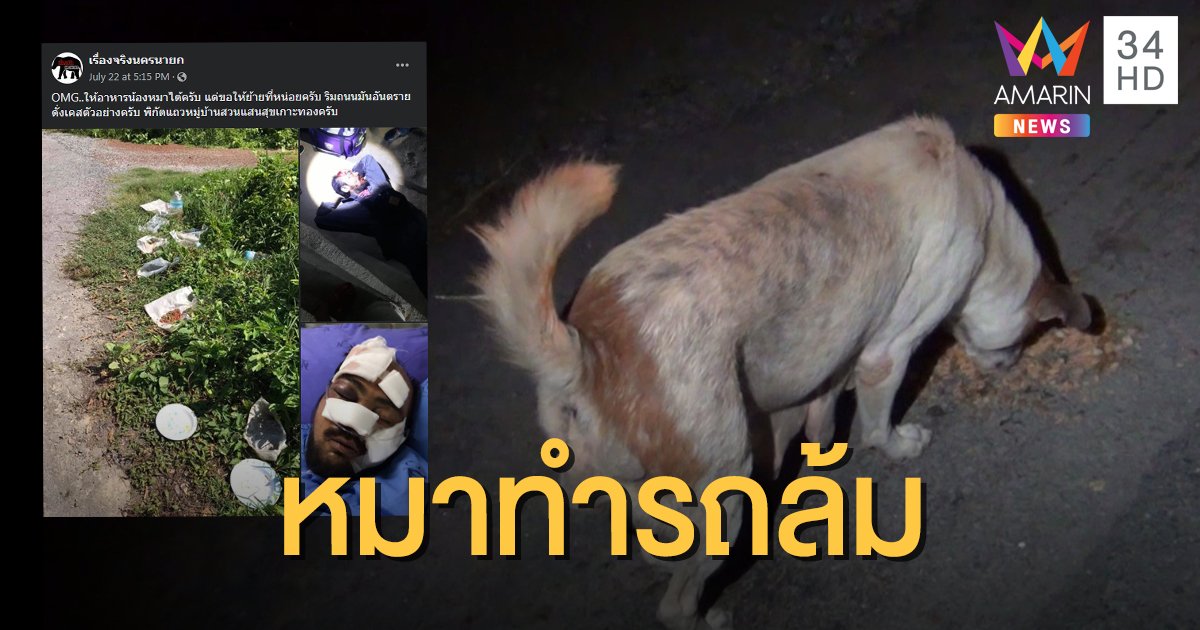โวยคนให้อาหารหมาริมถนน ทำเกิดอุบัติเหตุหลายรอบ