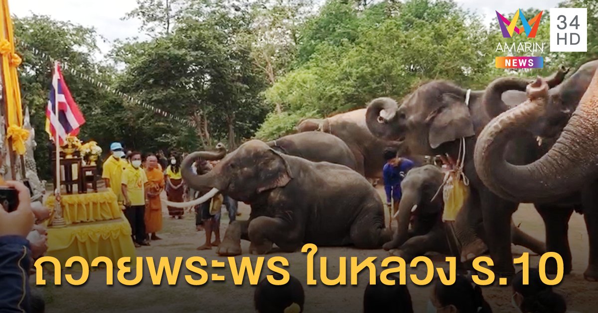 ช้างแสนรู้ 9 เชือก ถวายพระพรในหลวง ร.10