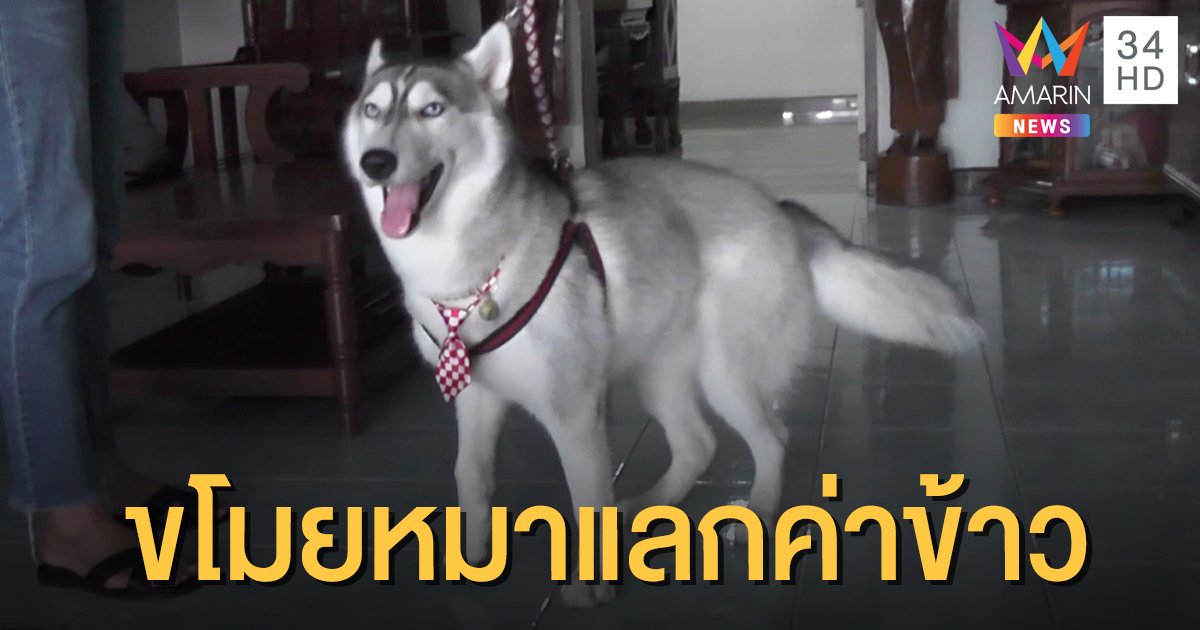 ล่าตัวแก๊งวัยรุ่นขโมยหมา ไปแลกเป็นค่าอาหาร