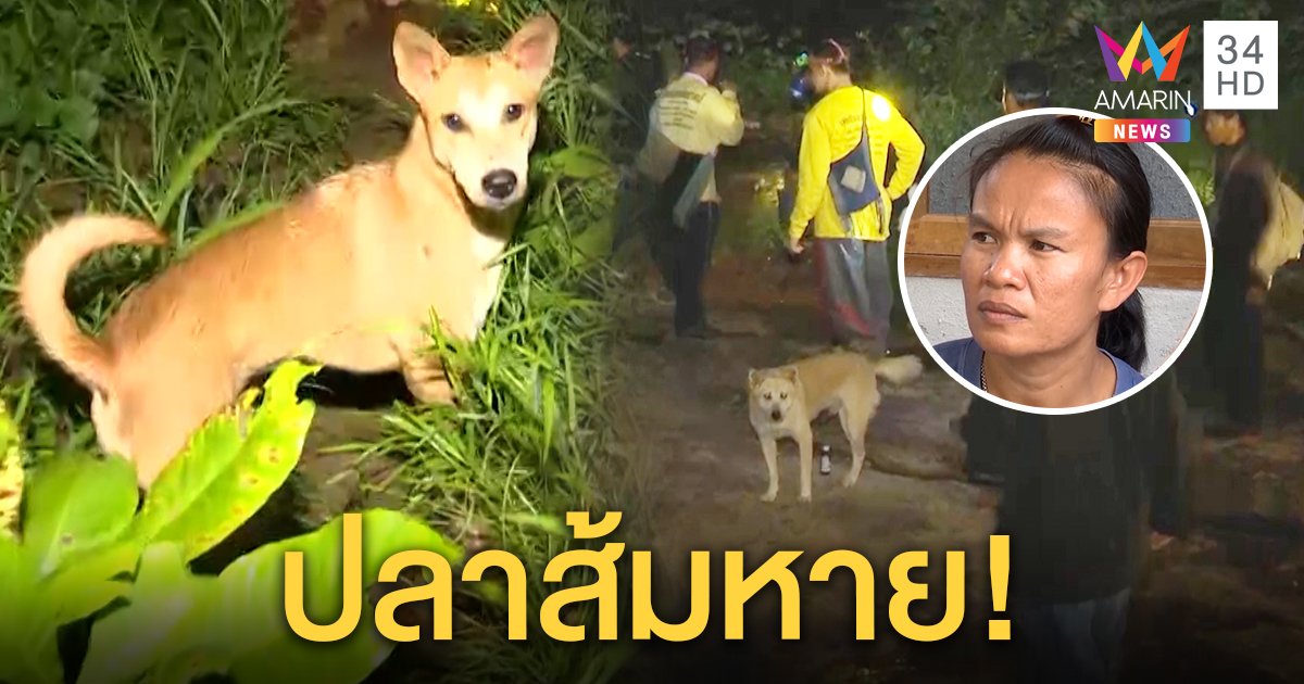 ปลาส้มหมาชมพู่หายตัว แม่เศร้าเหมือนเสียของรัก คาดหลงป่าออกช่วยหาคน (คลิป)