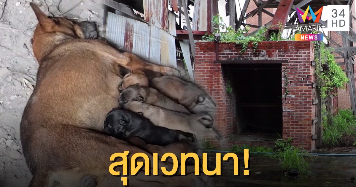 น่าเวทนา! ลูกหมาจรจัด 7 ตัว นอนดูดนมแม่ที่ตายแล้ว