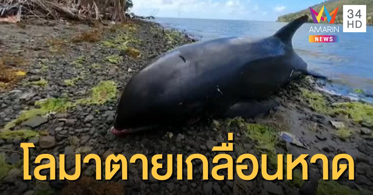 "โลมา" ตายเกลื่อนหาดมอริเชียส  17 ตัว คาดเอี่ยวน้ำมันรั่ว
