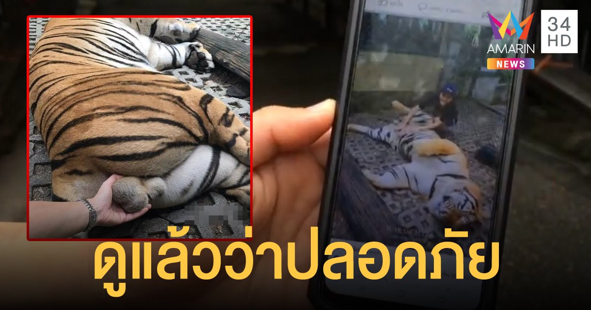 สวนเสือแจงภาพสาวจับอัณฑะเสือ ก่อนถ่ายประเมินแล้วว่าปลอดภัย มี จนท.ดูแลใกล้ชิด