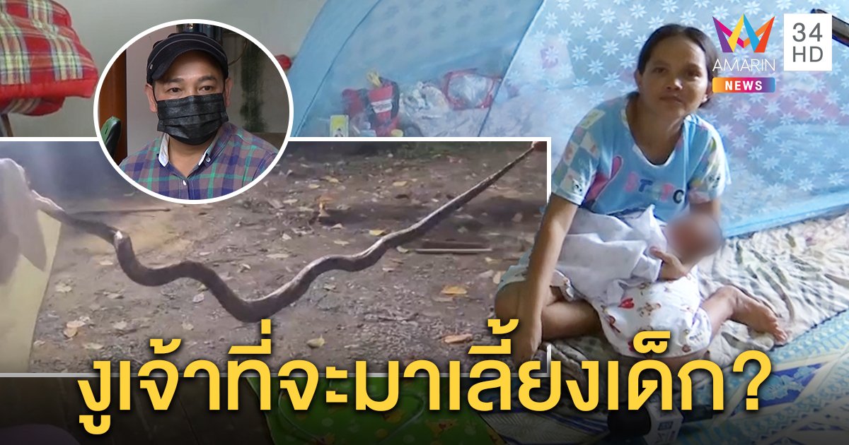 แม่ลูกอ่อนผวางูเหลือมมุดมุ้งหวิดเขมือบ นายจ้างสั่งห้ามตี เชื่อเป็นเจ้าที่มาช่วยเลี้ยงเด็ก (คลิป)