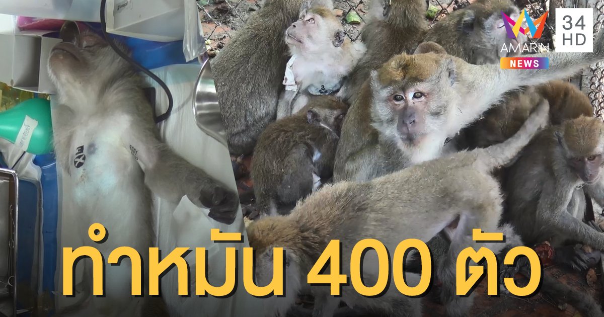 ตัดวงจรขยายครอบครัว! จับลิงเขาน้อย-เขาตังกวน ทำหมัน 400 ตัว