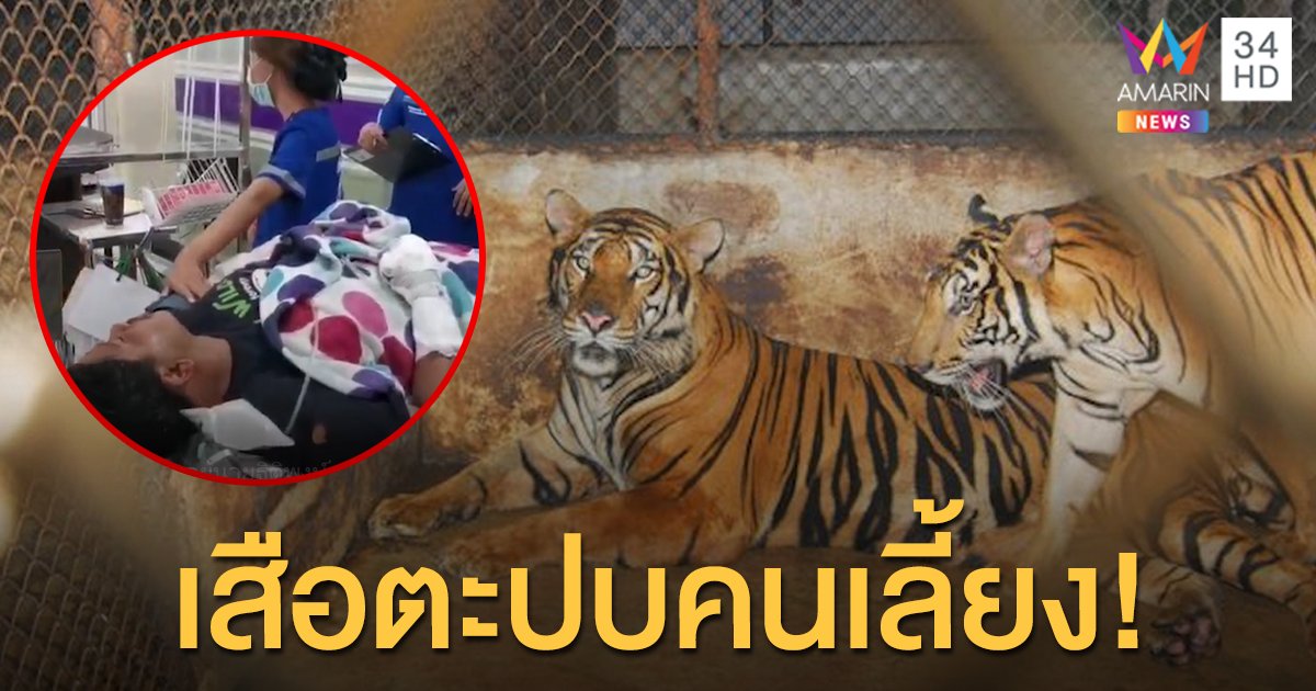 เสือตะปบคนเลี้ยงสาหัส เปิดกรงให้อาหาร จู่ๆ คลั่ง โชคดีเพื่อนโดดช่วยทัน