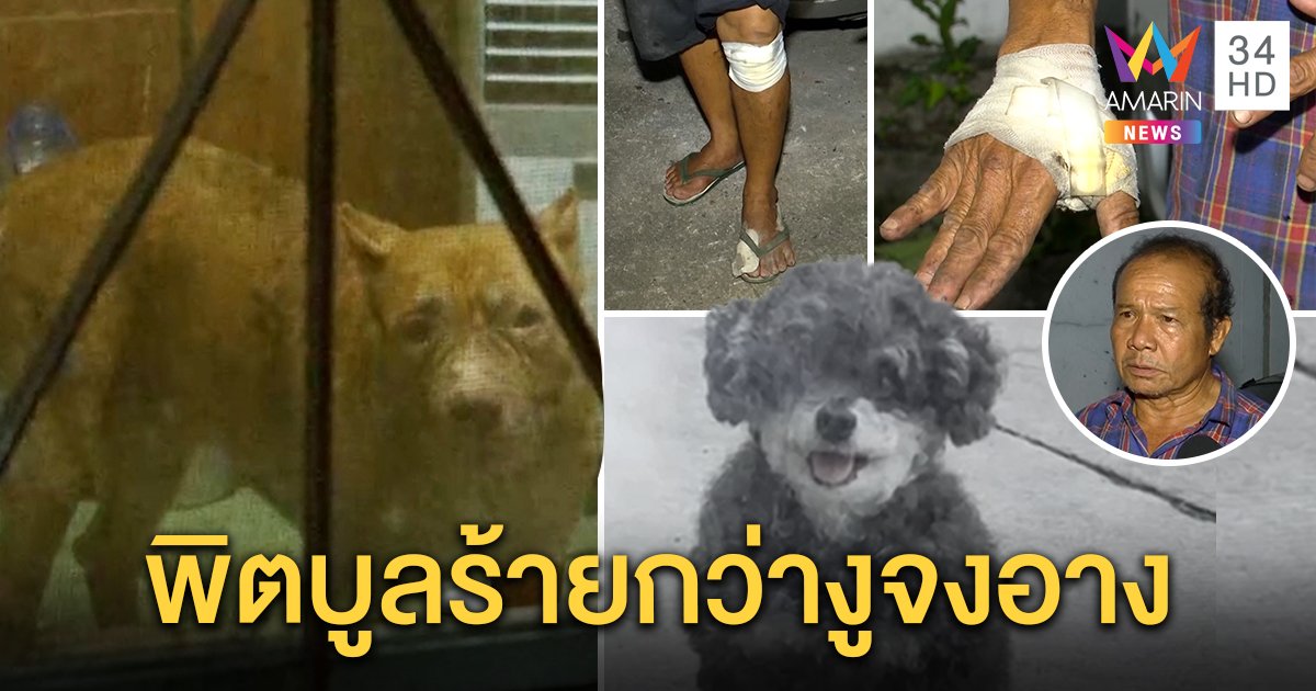 เจออีก! พิตบูลโหดขย้ำหมาเล็กตายต่อหน้าคนเลี้ยงขาแหก เจ้าของแถแค่ถากไม่กัดคน (คลิป)