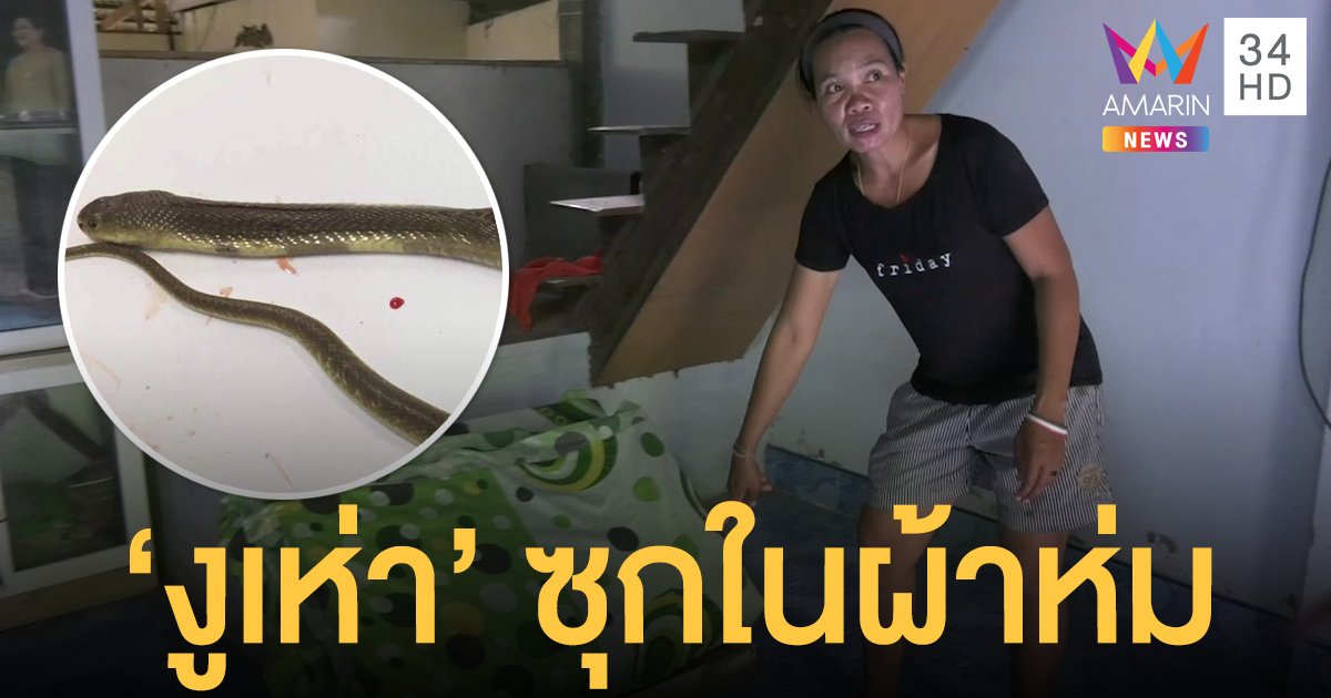 ป้าเตรียมเข้านอน เจอ "งูเห่า" ซุกผ้าห่มโผล่ฉก ต้องหามส่งรพ.ด่วน