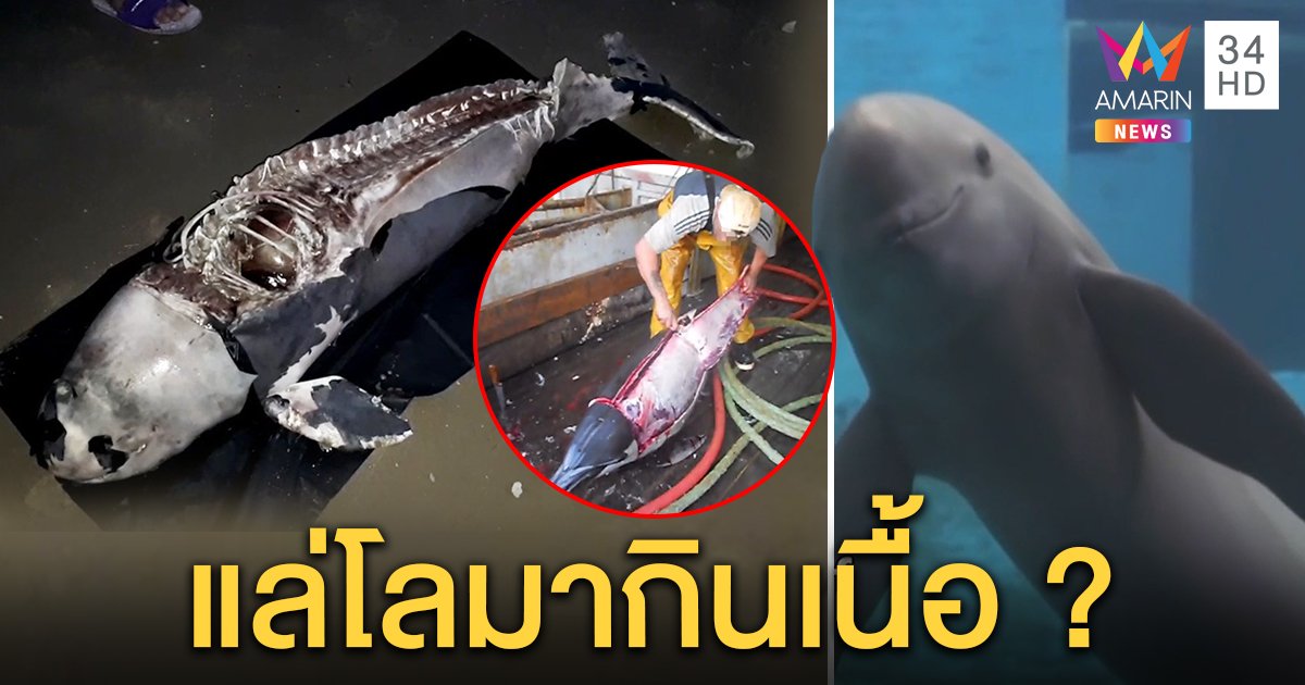 ช็อก! ซากโลมาถูกแล่เกยฝั่งเชื่อลูกเรือต่างด้าวเชือดกินดิบ เผยย่างเกลือคล้ายเนื้อควาย (คลิป)