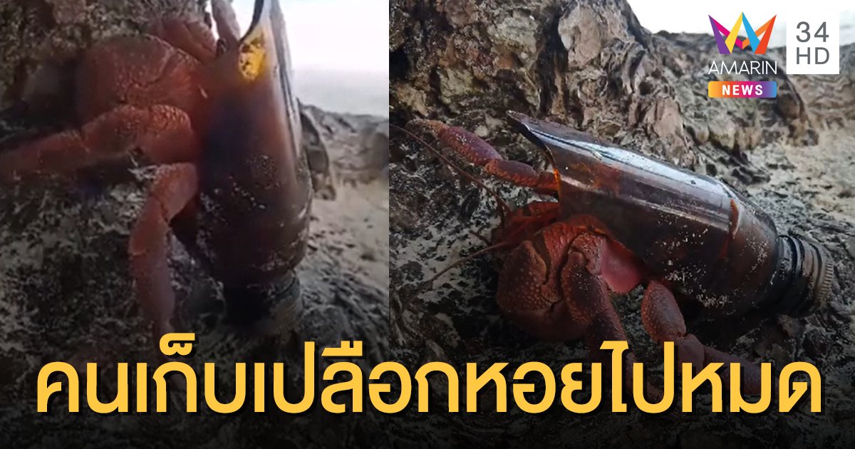 สะเทือนใจ! ปูเสฉวนใช้ขวดแตกเป็นบ้าน เปลือกหอยลดจำนวนเหตุคนชอบเก็บไป