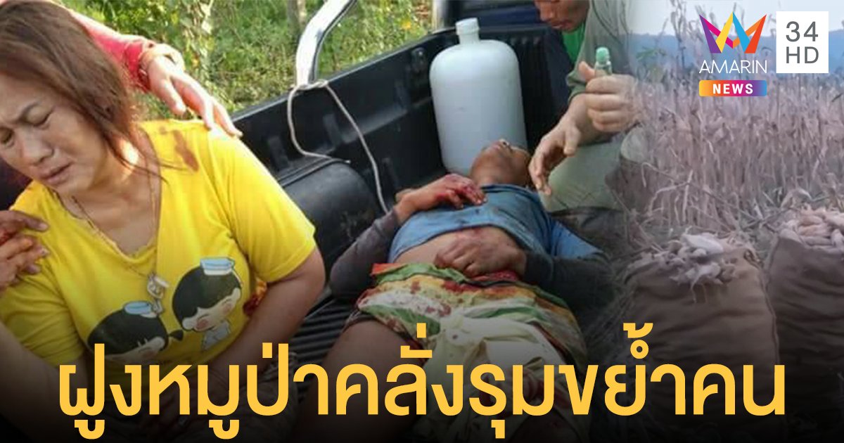 ฝูงหมูป่าสุดโหด ลงจากเขารุมขย้ำคนงานสาหัส 3 ชาวบ้านงงเพิ่งเคยเจอครั้งแรก