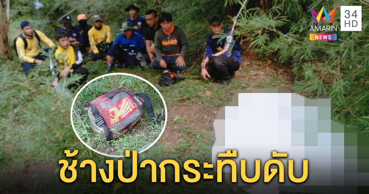 เจ้าของห่วงวัวแตกฝูงเข้าป่าตามกลับบ้าน แต่เดินหลงทิศเจอโขลงช้าง ตายสลดถูกเหยียบกระดูกแหลก