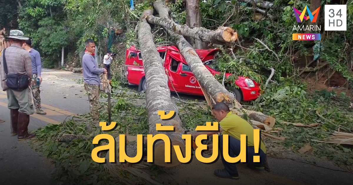 ต้นไม้ใหญ่วัดพระธาตุดอยสุเทพ ล้มทับรถพังยับ 3 คัน