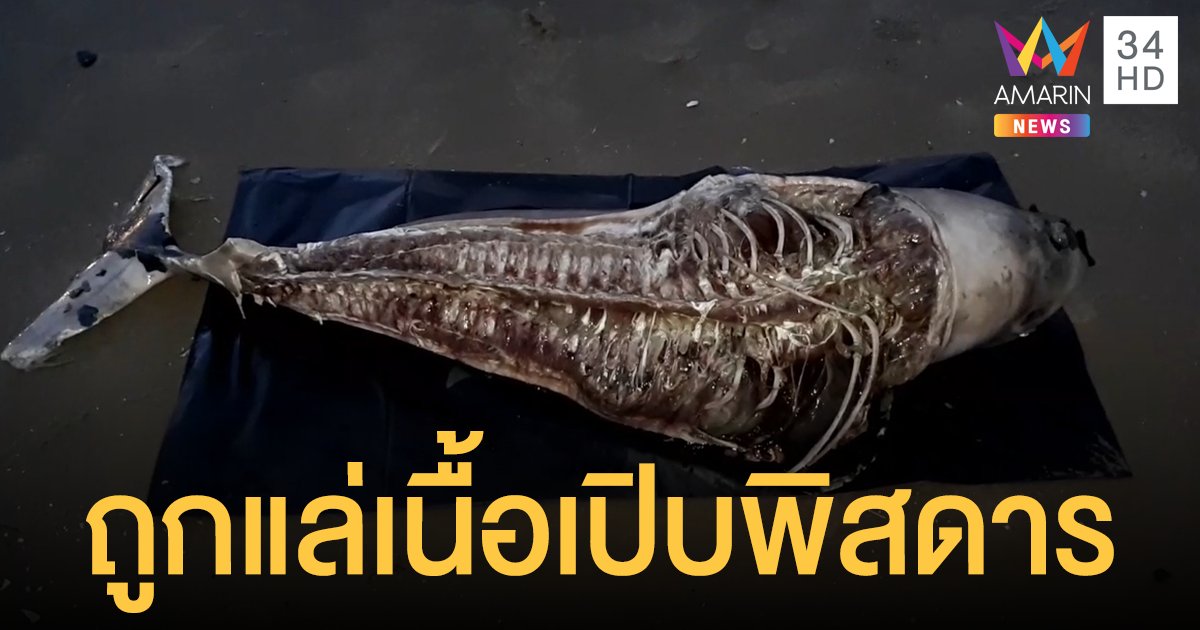 ช็อก! พบโลมาหัวบาตรเกยหาด สภาพถูกแล่เนื้อเอาไปกิน ซากโยนทิ้งทะเล