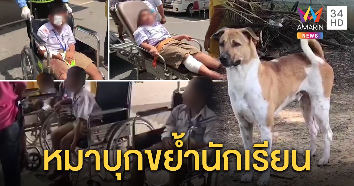 เปิดนาทีสยบหมาจรคลั่ง บุกโรงเรียนไล่ขย้ำเด็กประถม 6 รายสาหัสขวัญผวา (คลิป)