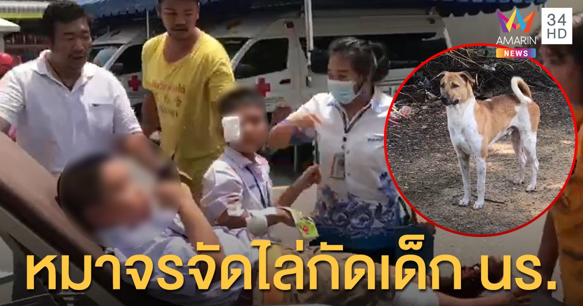หมาจรจัดไล่กัดเด็ก ป.2 กลางโรงเรียน 6 ราย ด.ช.เจ็บหนักขาขวาเส้นเลือดขาด