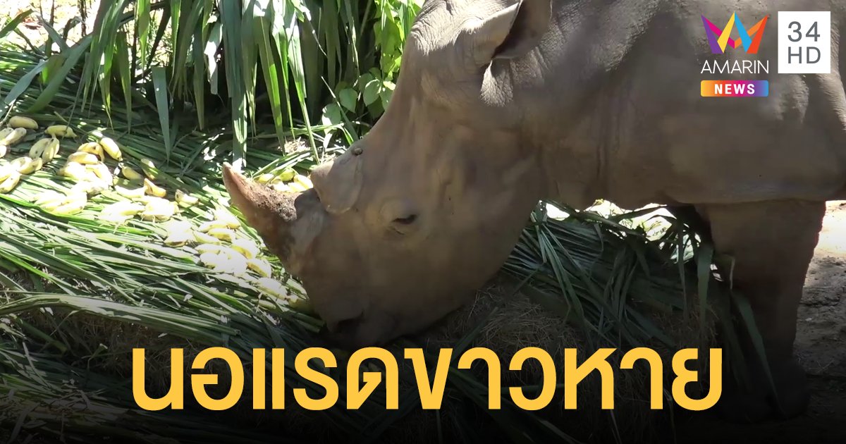 ฉาวอีก!  เปิดไทม์ไลน์ "นอแรดขาว" สวนสัตว์สงขลาหาย พบจนท.ปลอมเอกสาร