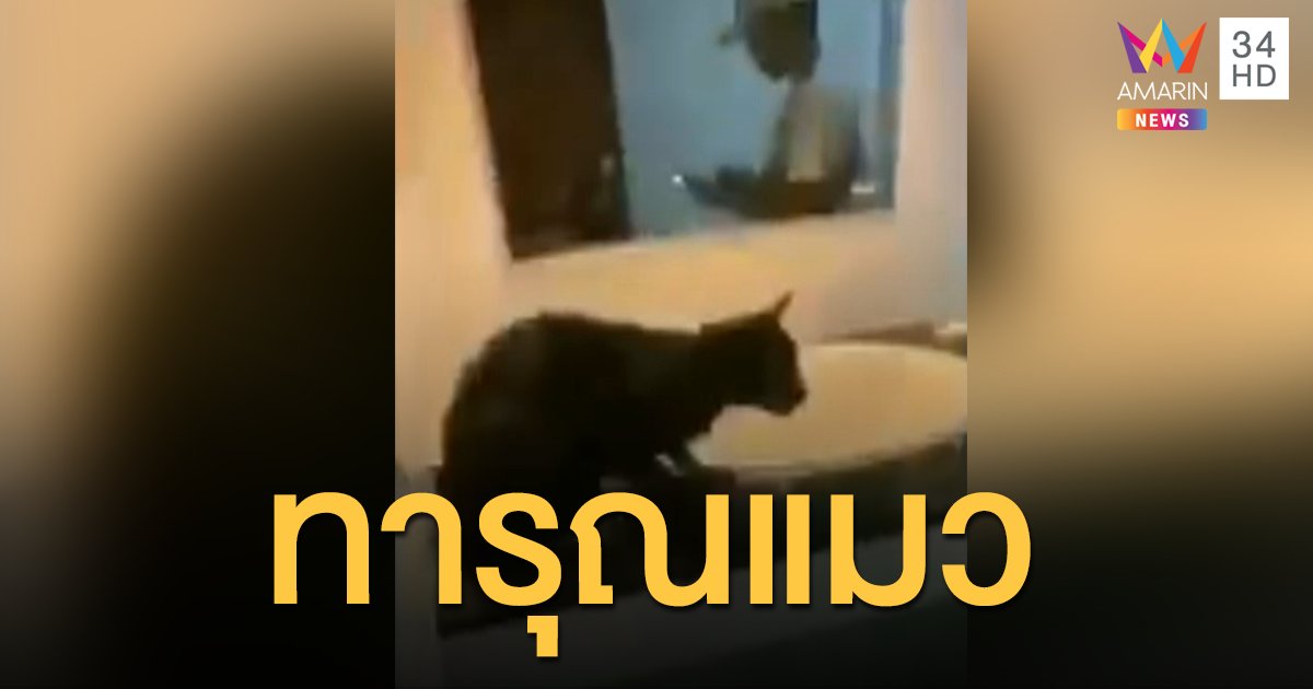 ศาลสั่งจำคุกชายชาวจีน ตระเวนจับ "แมวจรจัด" มาทรมานโหด
