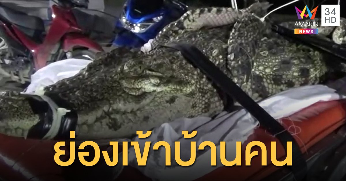 "จระเข้" โผล่คลองระพีพัฒน์ คลานเข้าบ้านคน