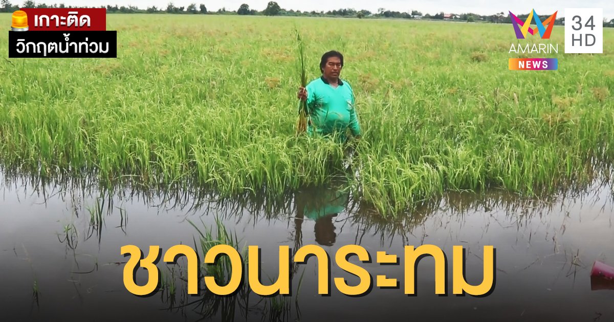 พิจิตรอ่วม! น้ำฝนสะสมไหลท่วมนาข้าวจมเสียหายกว่า 800 ไร่
