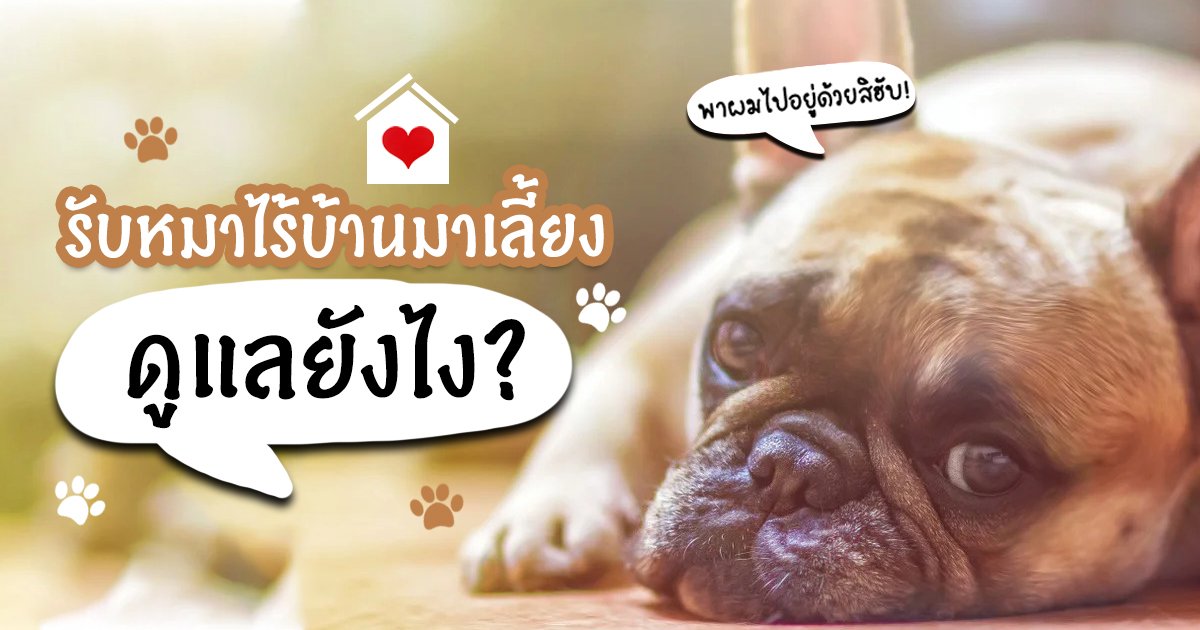 วิธีการดูแลน้องหมาไร้บ้าน บอกเลยไม่เหมือนหมาบ้านทั่วๆไป!