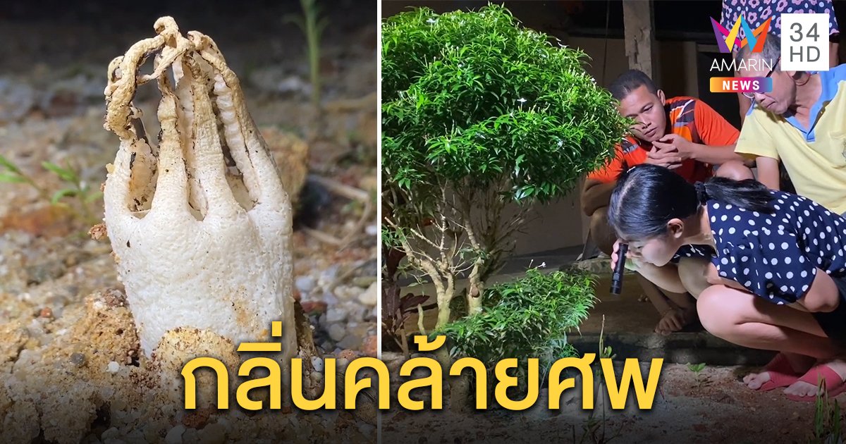 เปิดที่มา 'เห็ดมือผี' ทำไมแห่กราบไหว้ขอโชค หน้าตาประหลาดเหม็นเน่าผุดจากดินคล้ายนิ้วคน