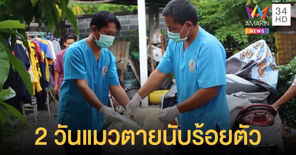 ผวาแมวตายยกหมู่บ้าน! แค่ 2 วันคร่าชีวิตไปแล้วนับร้อยตัว