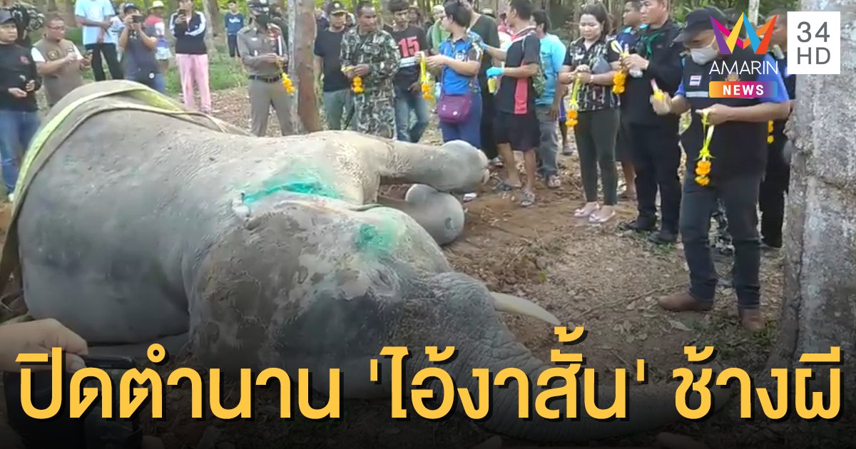'ไอ้งาสั้น' ช้างป่าผีสิงฆ่าคนล้มแล้ว สัตวแพทย์พบบาดแผลฉกรรจ์ ทำติดเชื้อในกระแสเลือด
