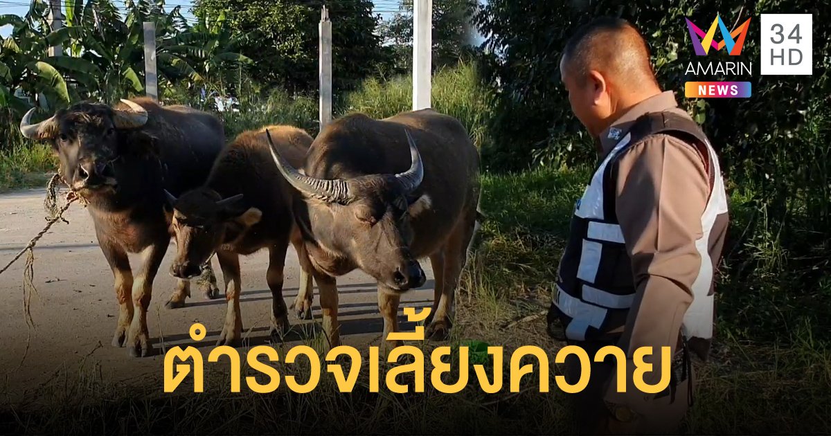 ตำรวจเชียงใหม่ ผลัดเปลี่ยนกันเลี้ยงควาย 3 ตัว หลังเจ้าของไม่แสดงตัว
