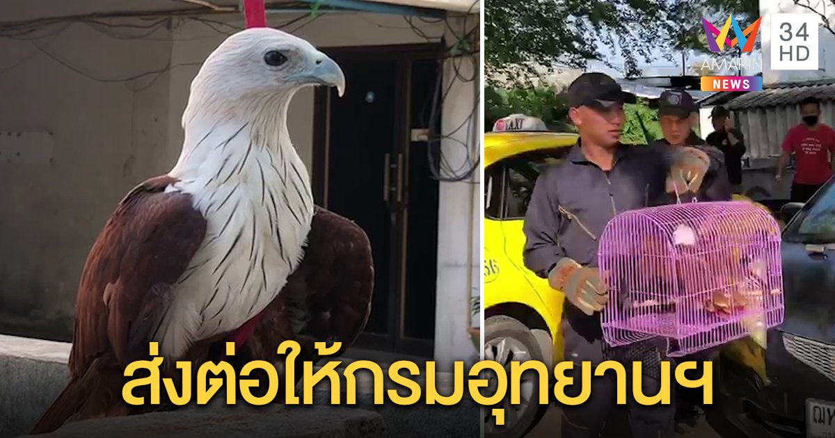 จับได้แล้ว! เหยี่ยวแดงหัวขาวสัตว์หายาก ไม่อยู่ป่าแต่คาบไม้แขวนเสื้ออาศัยในเมืองทอง