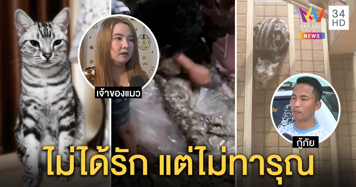 ดุจริง! เจ้าของบ้านยันดราม่าแมว "เจ้าสัว" บุกอึฉี่แยกเขี้ยวใส่ "กู้ภัย" ปัดทารุณแค่ไม่รัก (คลิป)