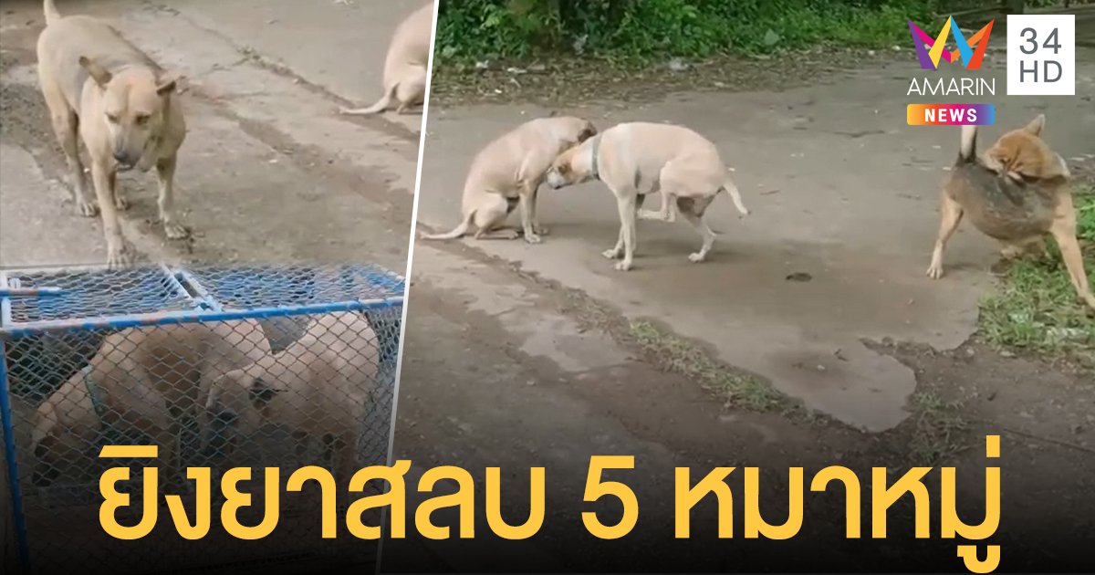 ปศุสัตว์ยิงยาสลบจับ 5 หมาหมู่รุมกัดสาว คนรักหมาขวาง-ชาวบ้านโวยรักก็เอาไปเลี้ยง