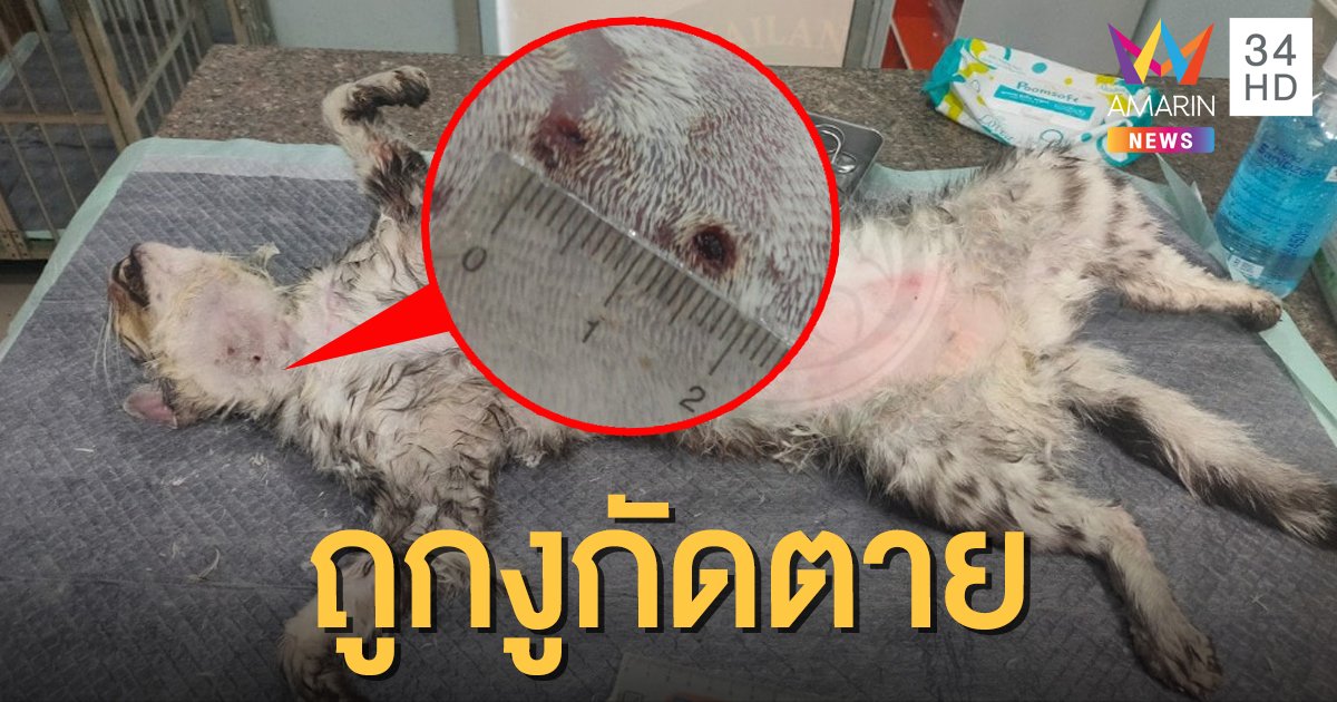 ผลชันสูตรแมว "เจ้าสัว" ตายเพราะถูกงูกัด