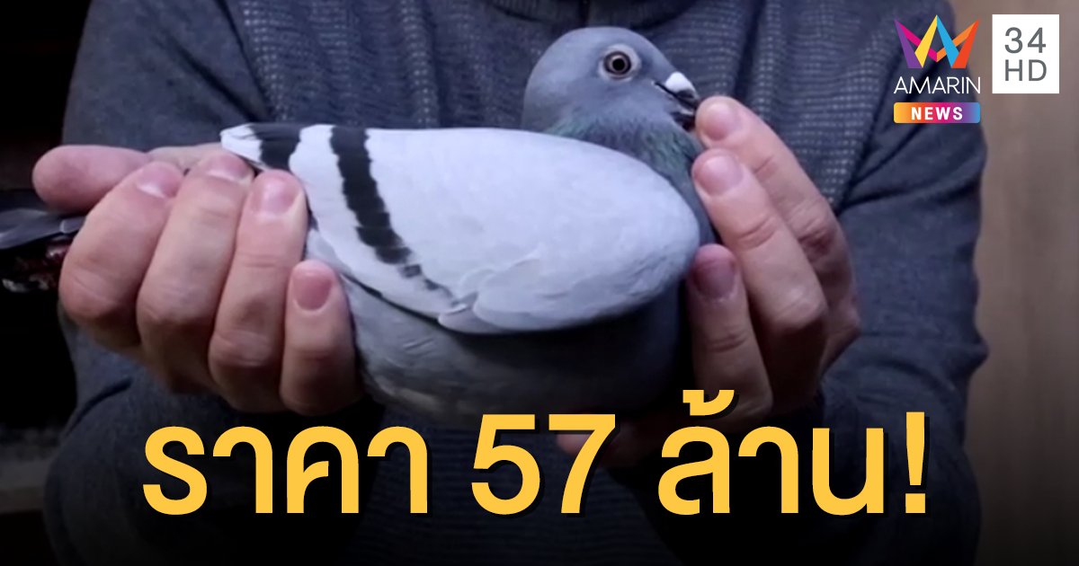 ฮือฮา! เศรษฐีนิรนามทุ่ม 57.2 ล้าน ประมูลนก “พิราบแข่ง” จากเบลเยี่ยม