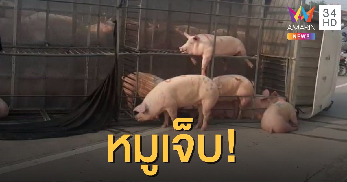 รถบรรทุกหมู เสียหลักพลิกคว่ำ ทำหมูกระเด็นตกถนนเจ็บระนาว