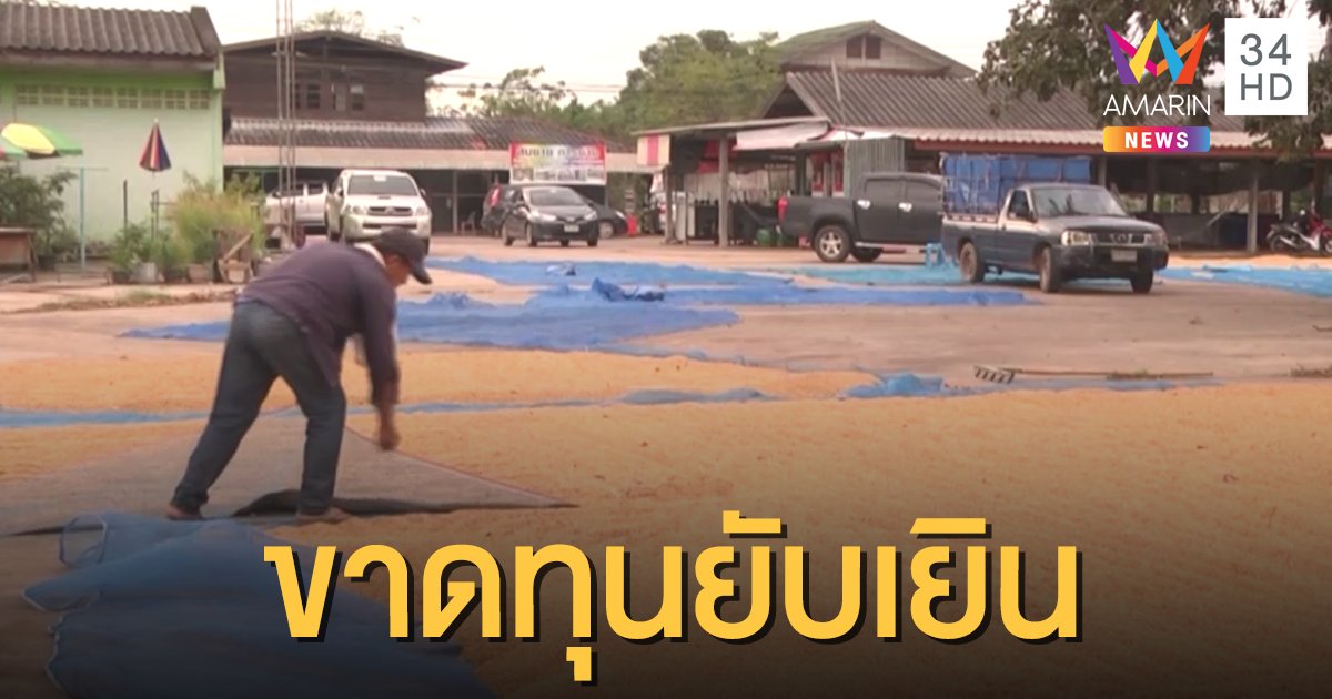 ชาวนาน้ำตาตก "ข้าวเปลือก" เหลือ กก.ละ 6-7 บาท ขาดทุนยับ