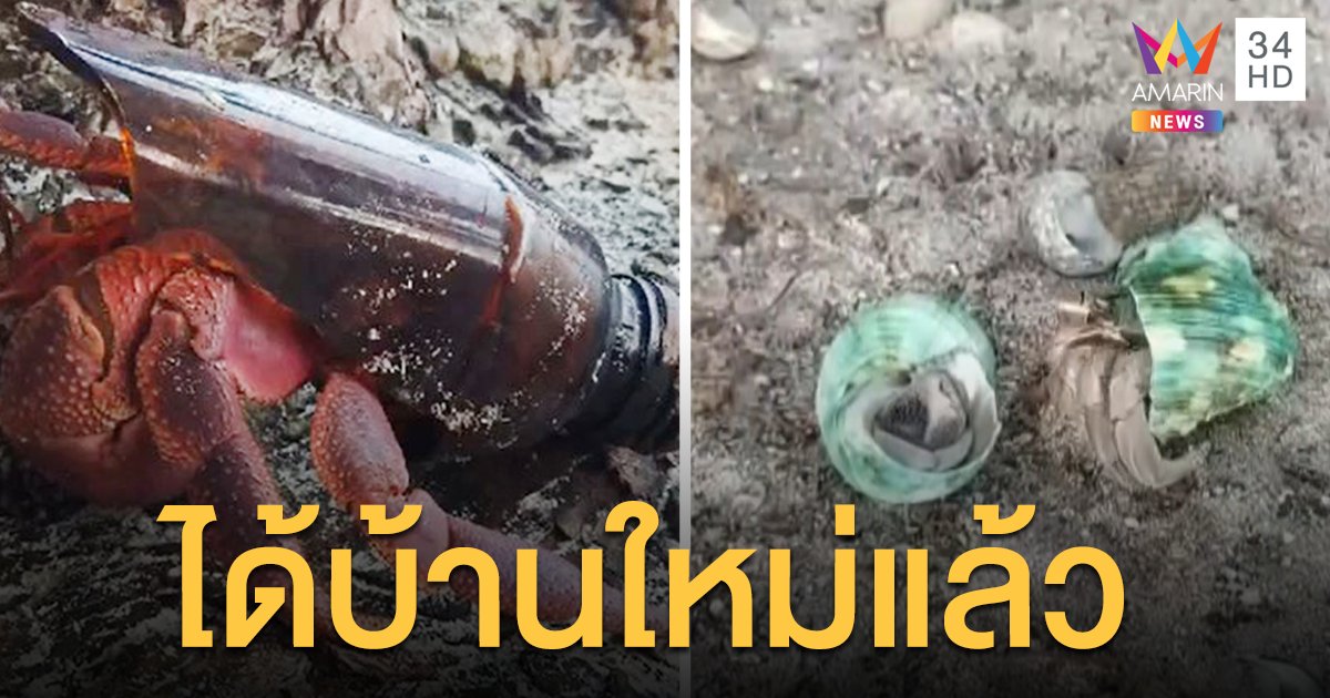 ไม่ต้องอยู่ในขวดแล้ว! อช.หมู่เกาะลันตา จัดขึ้นบ้านใหม่ให้ 'ปูเสฉวน' เกาะรอก