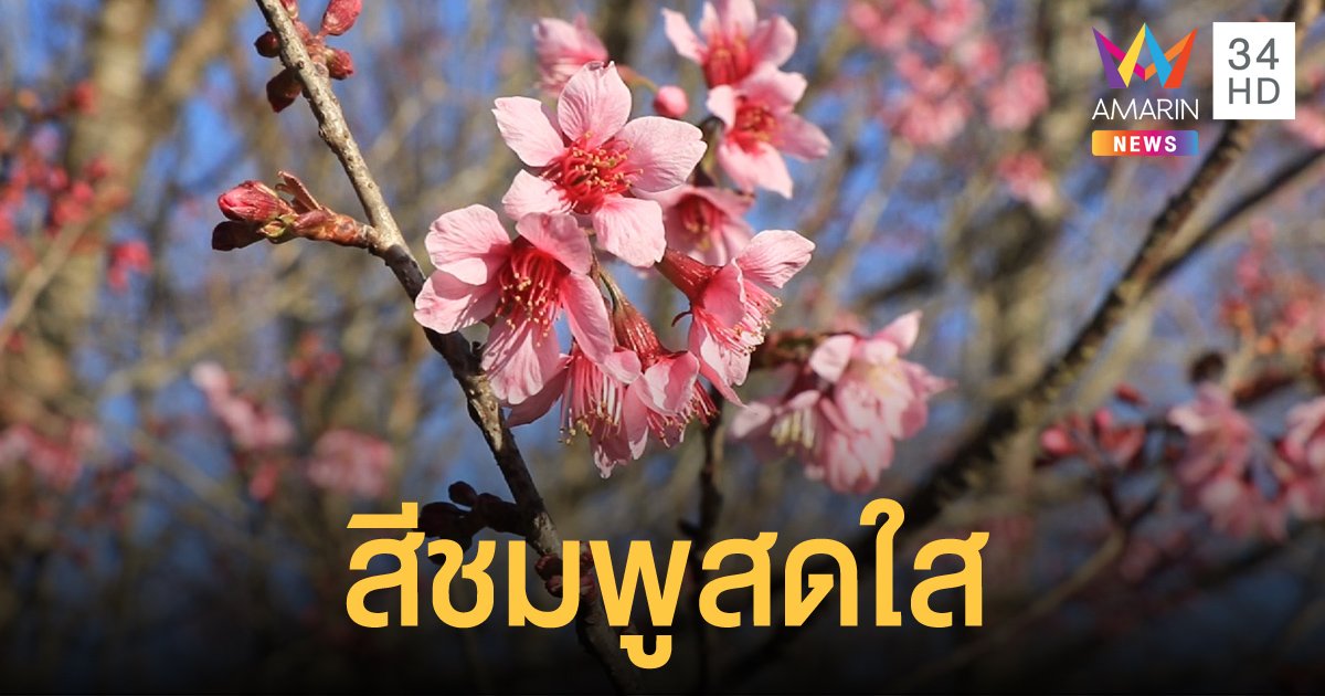 นักท่องเที่ยวชมดอกนางพญาเสือโคร่ง สัมผัสอากาศหนาวเย็น 13 องศา บนยอดภูลมโล
