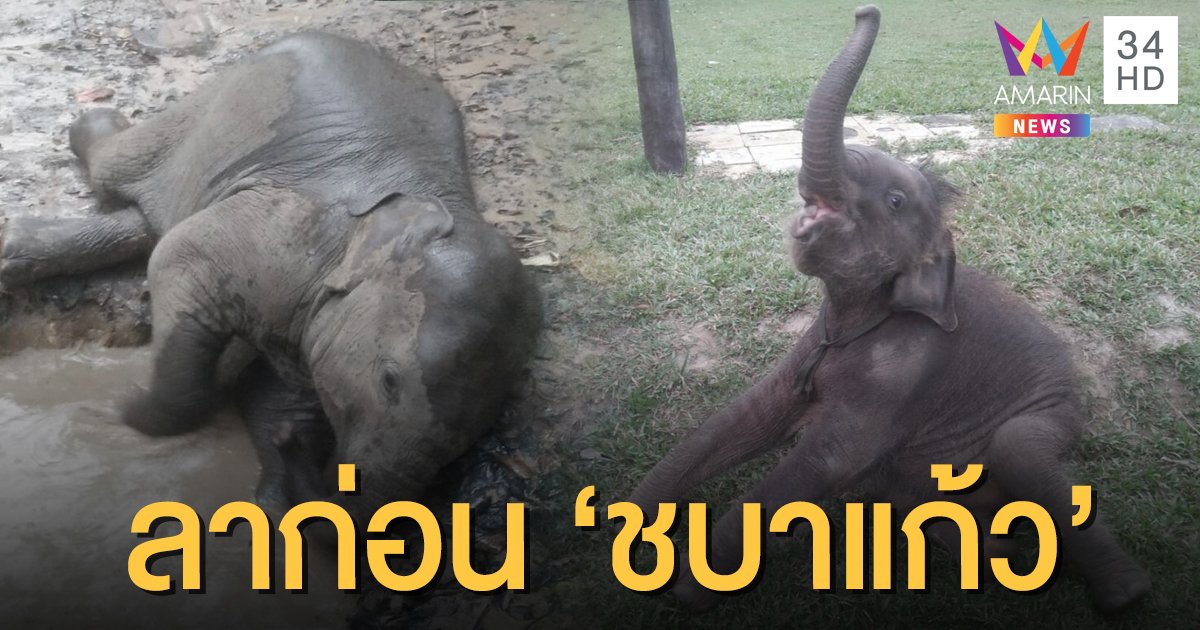 เศร้า "ชบาแก้ว" ลูกช้างป่าขวัญใจโซเชียล เครียดติดเชื้อตายกะทันหัน