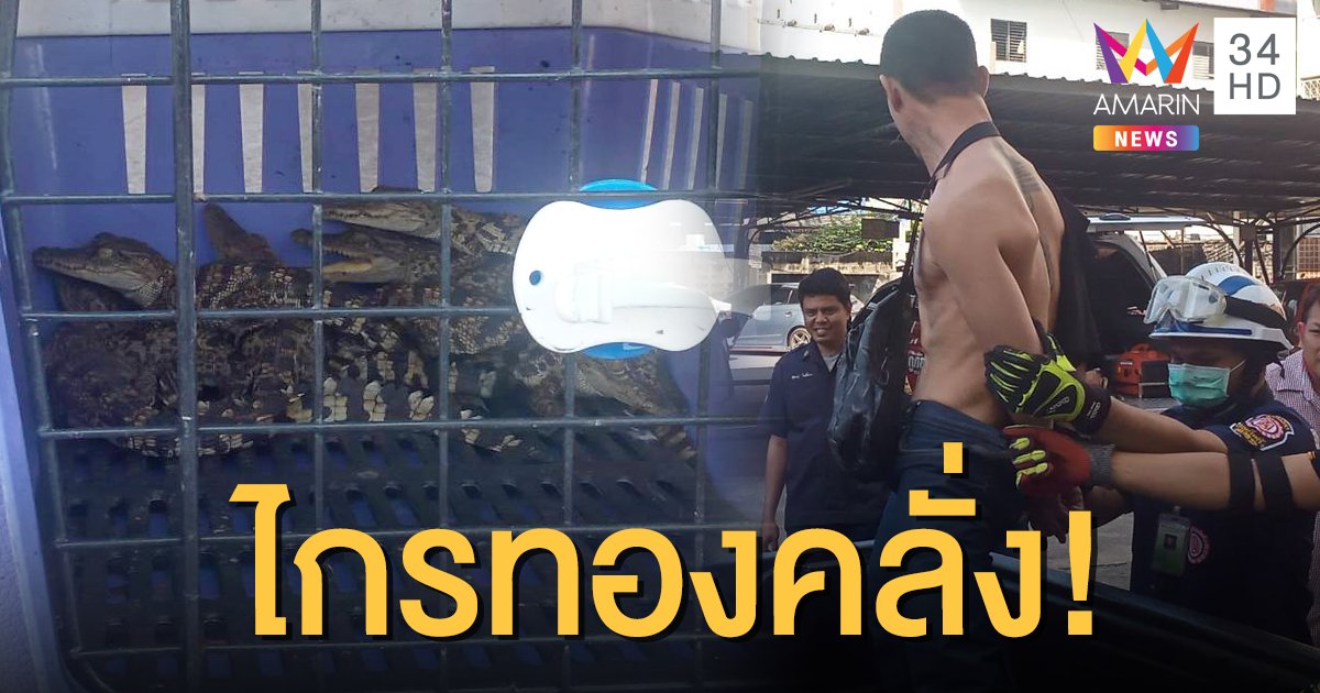 หนุ่มคลั่งอาละวาดในหอพัก จนท.เข้าชาร์จ ตะลึงพบจระเข้ 8 ตัว อยู่ในห้อง