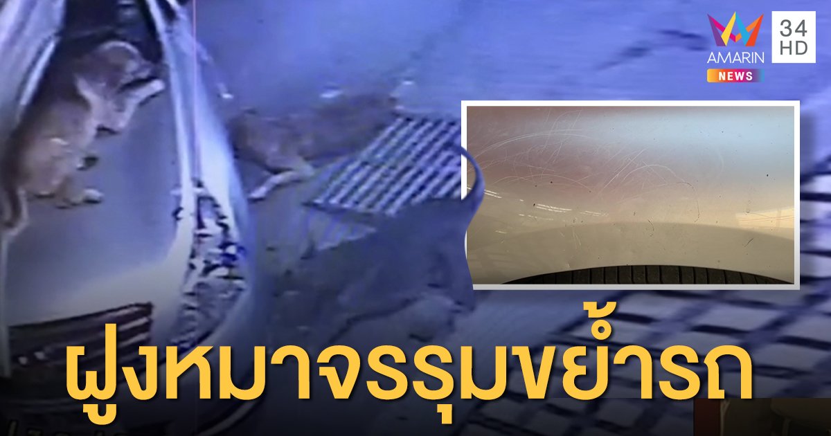 เจ้าของปวดใจ! วงจรปิดจับภาพ ฝูงหมาจรจัดรุมทึ้งรถเก๋งยับ