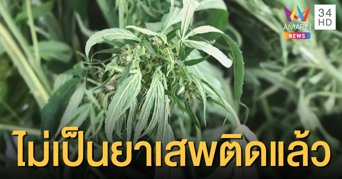 มีผลวันนี้! ราชกิจจาฯ เผยแพร่ประกาศปลดล็อก "กัญชา" หลายส่วนพ้นยาเสพติด