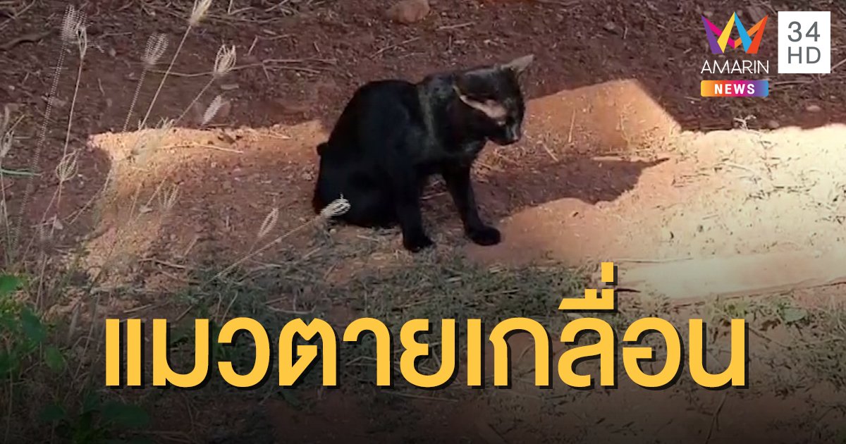 ชาวบ้านผวา แมวป่วยซึมน้ำลายยืด ตายทั้งหมู่บ้าน