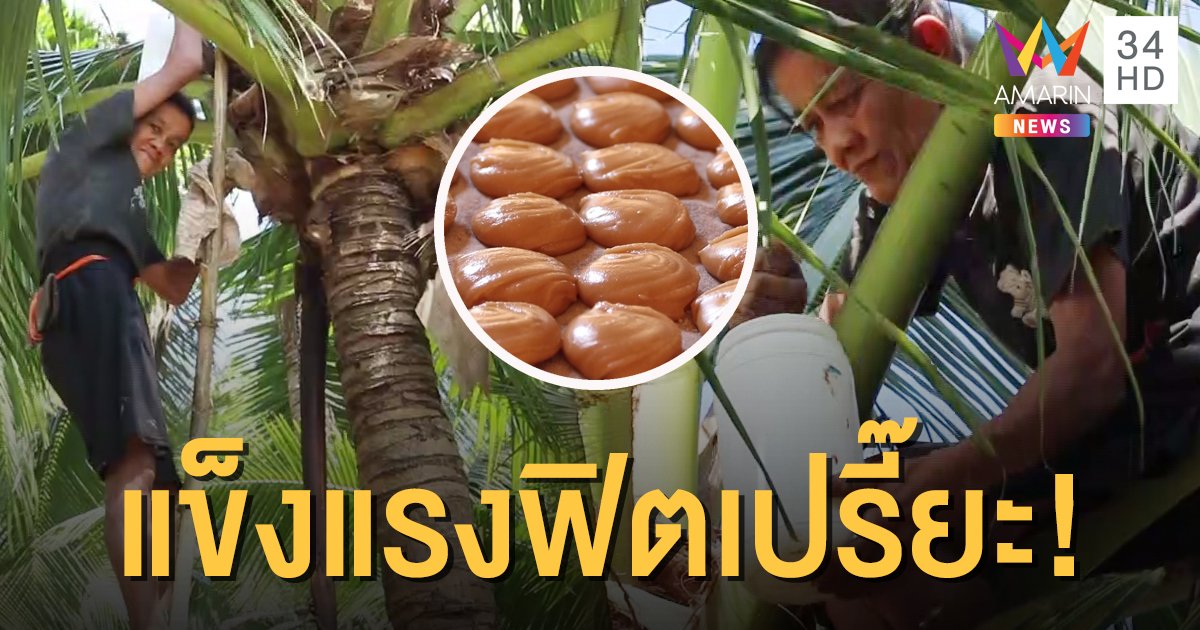คุณยายสุดแกร่ง ปีนต้นมะพร้าวเองทุกวัน เก็บน้ำหวานมาทำน้ำตาลปึก